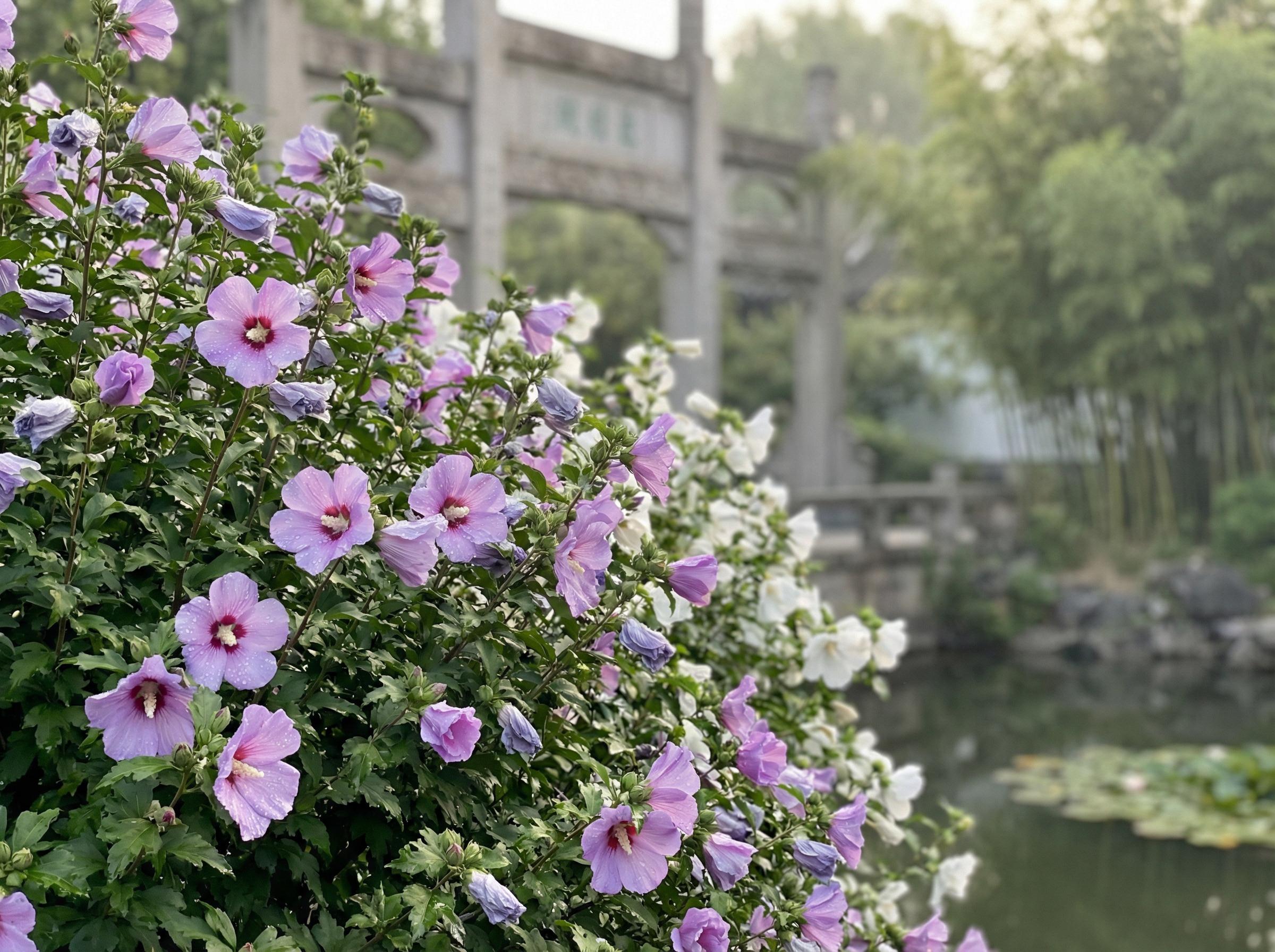 猎奇猎奇花卉：木槿花开四季视频记录